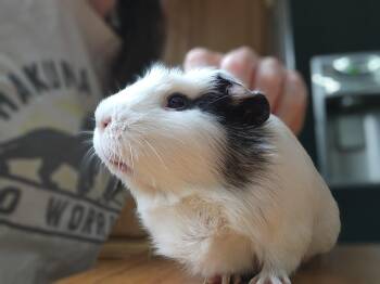 Rescue Guinea Pig Guinea Pigs for Adoption in Utica, Michigan - Oni | PetCurious